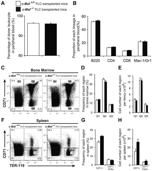 Figure 6. c-Maf−/− fetal liver cells can reconstitute adult hematopoiesis in lethally irradiated mice. (A) Eight to 10 weeks after transplantation, the donor leukocyte chimerism of the mice reconstituted with c-Maf−/− fetal liver cells was comparable to that of the mice reconstituted with c-Maf+/+ fetal liver cells. The reconstitution efficiency was checked by flow cytometry with the use of the Ly5.1/Ly5.2 ratio of peripheral blood cells. Donor chimerism was determined to be as follows: (%Ly5.1+/%Ly5.1+ + %Ly5.2+) × 100. (B) No significant difference was found in the proportion of each lineage in peripheral blood between c-Maf+/+ fetal liver cells transplanted into mice and c-Maf−/− fetal liver cells transplanted into mice. (C) Flow cytometric analyses of the TER-119 and CD71 expression in total BM cells prepared from the femur of mice that received a transplant with c-Maf+/+ fetal liver cells (left) or c-Maf−/− fetal liver cells (right). The gates of CD71+/TER-119− (top left region: Q1), CD71+/TER-119+ (top right region: Q2), and CD71−/TER-119+ (bottom right region: Q3) in BM cells are defined as indicated. (D) Frequencies (%) of cells found in each region are shown. (E) Cell numbers of each region per femur are shown. (F) Flow cytometric analyses of the TER-119 and CD71 expression in total spleen cells prepared from mice that received a transplant with c-Maf+/+ fetal liver cells (left) and c-Maf−/− fetal liver cells (right). The frequencies (%) of CD71+ (top left and top right regions) and CD71−/TER-119+ (indicated squared gate in the bottom right region) cells in the spleen are indicated. (G) Frequencies (%) of each region are shown. (H) Cell numbers of each region per spleen are shown. Note that there are no significantly different frequencies or numbers of BM or spleen cells between mice that received a transplant with c-Maf+/+ fetal liver cells versus with c-Maf−/− fetal liver cells. □ represents mice that received a transplant with c-Maf+/+ fetal liver cells; ■, mice that received a transplant with c-Maf−/− fetal liver cells; n = 4 per group. FLC indicates, fetal liver cell.