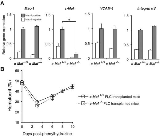 Figure 7. Responses of mice that received a transplant with c-Maf−/− fetal liver cells to induce anemia. (A) Comparisons of mRNA expression of Mac-1, c-Maf, VCAM-1, and Integrin αV are shown. Total RNA obtained from the Mac-1+ positive fraction (gray bar) and the Mac-1− fraction (open bar) of BM cells was used for analyses. Note that VCAM-1 mRNA expression of the Mac-1+ fraction in mice that received a transplant with c-Maf−/− fetal liver cells is comparable with that of control mice that received a transplant with c-Maf+/+ fetal liver cells; n = 5 per group; FLC indicates fetal liver cell; Expression of the c-Maf+/+ BM Mac-1 fraction was set to 1.0. All of the data are presented as mean ± SEM. (B) Mice with a baseline hematocrit of ≥ 35% were used. Four mice that received a transplant with c-Maf+/+ fetal liver cells (open circle with solid line) and 4 mice that received a transplant with c-Maf−/− fetal liver cells (open square with dashed line) were injected with phenylhydrazine on days 0, 1, and 3. Hematocrit levels were assessed on days 0, 3, 6, 8, and 10. Data are mean ± SEM.