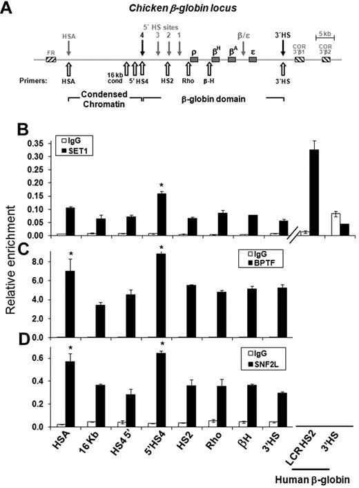 Figure 2. SET1 and NURF complexes interact with the 5′HS4 insulator in vivo. ChIP analysis in chicken erythroid progenitor 6C2 cells. (A) Schematic representation of the chicken β-globin cluster is shown. Open arrows indicate locations of primer sets used in ChIP analysis. ChIP analysis of SET1 (B), BPTF (C), and SNF2L (D) compared with IgG. Comparison of hSET1 enrichments at the human β-globin HS2 and the negative control region 3′HS, as well as at the chicken β-globin locus HSA and HS4 and the negative control region 16 kb and 3′HS (B). *P < .01 by Student t test. Shown are the means ± SEM of 3 independent experiments.
