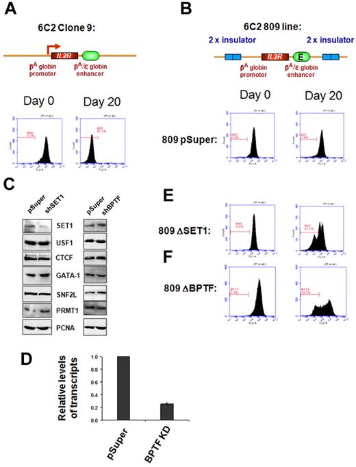 Figure 3. SET1 and NURF complexes are responsible for chromatin barrier activity of the 5′HS4 insulator. FACS analysis of transgenic IL2R expression. (A) Clone 9 cells contain 13 copies of the human IL2R reporter transgene driven by the chicken βA-globin promoter and the β/ϵ enhancer and integrated stably into the genome of the chicken erythroid 6C2 cell line. After withdrawal of hygromycin selection, the transgenes became transcriptionally silent in 20 days. (B) The 809 cells contain 4 copies of the IL2R transgenes flanked by the 5′HS4 insulators, and expression of IL2R is maintained in this fully insulated line culture (809-pSuper). (C) Western blot analysis of endogenous nonerythroid or erythroid specific proteins in 6C2 809 cells harboring vector control and shSET1 (left) or shBPTF (right). The SET1 KD clone shows a significant reduction of the SET1 protein but not broadly expressed transcription factors or the erythroid-specific transcription factor GATA-1. (D) Quantitative RT-PCR of BPTF mRNA levels isolated from vector control–transfected and shBPTF-transfected cells. In 809 cells, depletion of SET1 (E) or BPTF (F) resulted in a rapid loss of chromatin barrier activity, as indicated by transcription silencing of the transgenic IL2R due to chromosomal position effect silencing. The gated bar designates IL2R-negative cells. Results from 10 000 cells are shown. The y-axis is the number of cells and the x-axis is the fluorescence intensity.