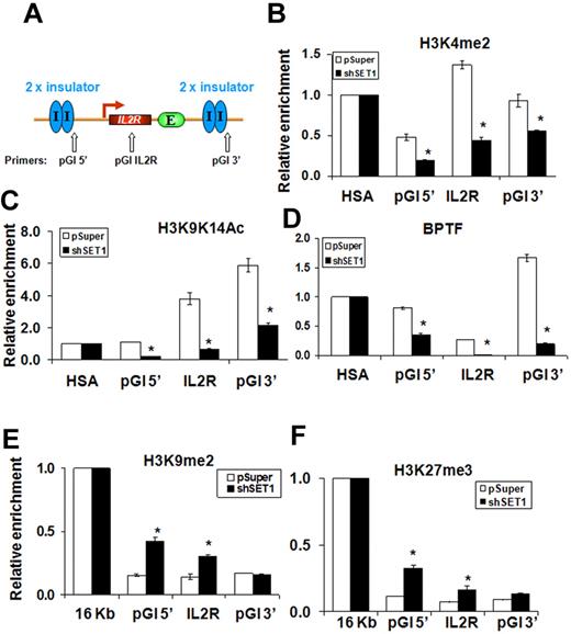 Figure 4. The SET1 complex is responsible for maintaining H3K4 methylation and other active modifications to protect the 5′HS4-insulated transgene. (A) Schematic representation of the insulated IL2R transgene, which contains 4 copies, in the 6C2 genome (line 809), and the position of PCR primer sets used in ChIP analysis. (B-F) ChIP analysis of the flanking 5′HS4 sites and the integrated IL2R transgenes comparing the pSuper control infected and SET1 KD 809 cells. The relative enrichment of precipitated DNA fragments using antibodies specific to H3K4me2 (B), H3K9K14ac (C), BPTF (D), H3K9 dimethylation (E), and H3K27me3 (F) were normalized to enrichment of the endogenous HSA or 16-kb condensed chromatin fragments to adjust for immunoprecipitation efficiency. *P < .01 by Student t test. Shown are the means ± SEM of 3 independent experiments.