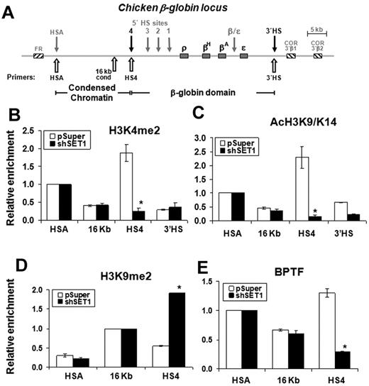Figure 5. The SET1 complex is required for maintaining H3K4 methylation and recruitment of the NURF complex at the endogenous 5′HS4 insulator of the chicken β-globin locus. (A) Schematic representation of the chicken β-globin cluster. Open arrows indicate locations of primer sets used in ChIP analysis. (B-C) Histone-modification patterns at the 5′HS4 insulator element are disrupted in SET1-depleted cells. ChIP analysis of H3K4me2 (B) and H3K9K14ac (C) at the endogenous 5′HS4 region in wild-type (white bars) or SET1 KD (black bars) cells. Relative enrichments were normalized to those observed at the HSA element to adjust for immunoprecipitation efficiency. (D) ChIP analysis of dimethyl H3K9 at the 5′HS4 insulator element. (E) ChIP analysis of BPTF at the 5′HS4 insulator element in 6C2 cells harboring the vector control and shSET1. *P < .01 by Student t test. Shown are the means ± SEM of 3 independent experiments.