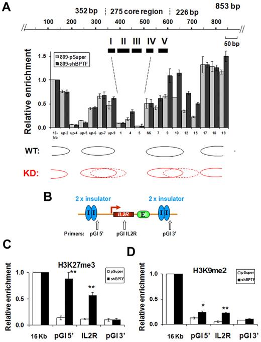 Figure 6. KD of BPTF results in greater nucleosome occupancy within the 5′HS4 insulator. (A) Mapping of the nucleosome occupancy in the 5′HS4 insulator element by a nucleosome scanning assay in 6C2 809 cells harboring the pSuper control or shBPTF. (B) Schematic representation of the insulated IL2R transgene and the position of PCR primer sets used in ChIP analysis. (C-D) ChIP analysis of trimethyl H3K27 and dimethyl H3K9 at the flanking 5′HS4 sites and at the integrated IL2R transgenes comparing the pSuper control transfected and BPTF KD 809 cells, respectively. *P < .05 and **P < .01 by Student t test. Shown are the means ± SEM of 3 independent experiments.