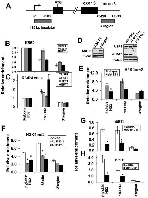 Figure 7. USF1 recruits hSET1 and NURF complexes to the human α-spectrin barrier element. (A) Schematic representation of the human α-spectrin gene. Gray boxes indicate locations of primer sets used in ChIP analysis. (B-C) ChIP analysis of USF1, hSET1, and BPTF binding at the 183-bp barrier element of the α-spectrin gene in human erythroid progenitor K562 cells (B) and cultured human primary erythroid cells (C). (D) The effect of hSET1 KD (left) and expression of a dominant-negative USF (AUSF1; right) in K562 cells was analyzed by Western blot. AUSF1 was detected by antibody specific to the C-terminal epitope. (E) ChIP analysis of dimethyl H3K4 in the 183-bp barrier element of the α-spectrin gene in human erythroid K562 cells comparing vector control and hSET1 KD clones. The relative enrichment of dimethyl H3K4 by ChIP analysis was determined in 3 independent experiments. (F) ChIP analysis of dimethyl H3K4 in the 183-bp barrier element of the α-spectrin gene in human erythroid K562 cells harboring the vector control or AUSF. (G-H) ChIP analysis of hSET1 (G) and BPTF (H) recruitment after overexpression of AUSF1 in K562 cells. *P < .01 by Student t test. Shown are the means ± SEM of 3 independent experiments.