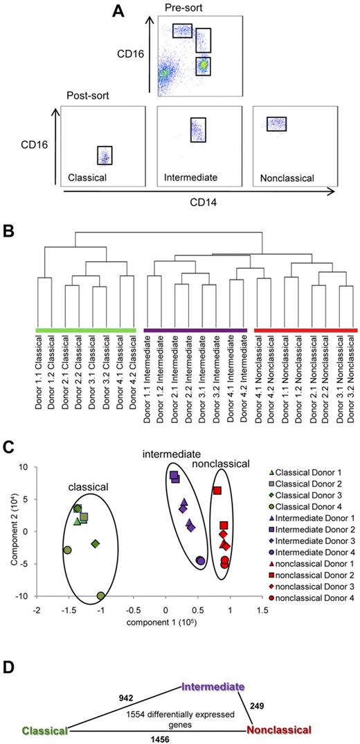 Figure 1. Purification of human monocyte subsets and microarray analysis. (A) The classical (CD14++CD16−), intermediate (CD14++CD16+), and nonclassical monocyte (CD14+CD16++) subsets were purified from 4 healthy donors using FACS. RNA was obtained and gene expression profiling was performed using Illumina Human-6 Version 2 BeadChip arrays. Duplicate samples for each donor were analyzed. (B) Gene expression profiles were subjected to hierarchical clustering using city block distance, average linkage (C) and principle component analysis. Shapes represent expression profiles of the different donors in duplicate. The different monocyte subsets are circled and are represented by different colors. Green, purple, and red represent the classical, intermediate, and nonclassical subset, respectively. (D) Number of comparisons with ≥ 1.5-fold change within the 1554 differentially expressed genes. The length of the lines between 2 monocyte subsets is proportional to the number of such comparisons.