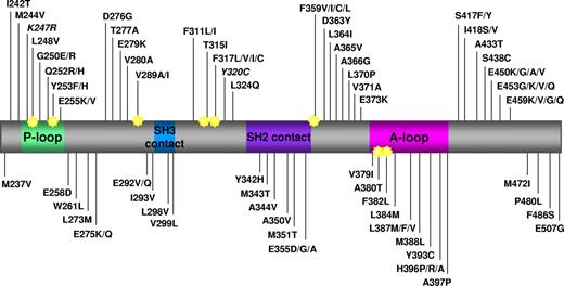 Figure 1. Map of all the amino acid substitutions in the Bcr-Abl KD identified in clinical samples from patients reported to be resistant to imatinib in published papers. Key structural motifs within the KD are indicated. P-loop indicates phosphate binding loop; SH2 contact and SH3 contact, contact regions with SH2 and SH3 domain-containing proteins; and A-loop, activation loop. Star indicates amino acid position reported to be directly involved in imatinib binding via hydrogen bonds or van der Waals interactions.7 K247R and Y320C are in italic because they have been reported to be single nucleotide polymorphisms. Numbering of residues is according to Abl Ia isoform. Data were collated from 27 studies published between 2001 and 2009.1–6,14,16,17,28,35,51–53,61,62,72,82–91