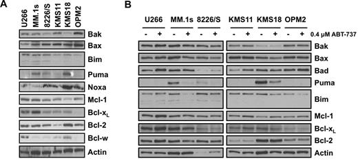 Figure 2. Sensitivity to ABT-737 does not correlate with the expression pattern of Bcl-2 family proteins. (A) Protein expression of Bcl-2 family proteins was determined by Western blot analysis using lysates from untreated myeloma cell lines. Membranes were probed with specific pAbs against the indicated Bcl-2 family members as described in “Western blot analysis” and “Antibodies.” Actin was used as a loading control. (B) Change in the expression of Bcl-2 proteins after treatment with 0.4μM ABT-737 for 24 hours was determined by Western blot analysis.