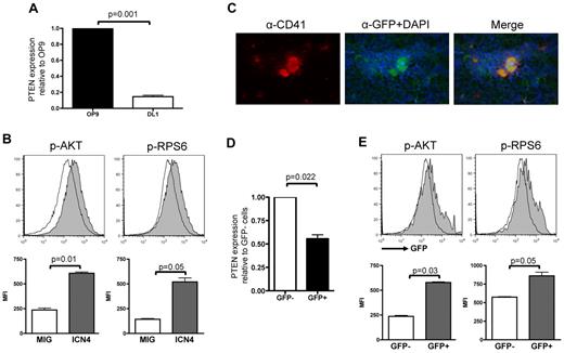 Figure 1. NOTCH activation correlates with Pten down-regulation and increased activation of PI3K/AKT pathway. (A) RNA from sorted wild-type LSK cells cocultured with OP9-GFP or OP9-DL1 for 3 days was used to perform analysis of Pten expression normalized to Gapdh and are shown relative to LSK cells grown on OP9-GFP. Mean ± SEM of triplicate experiments is represented. (B) Flow-sorted Lineage− cells infected with either MSCV-IRES-GFP or MIG-ICN4 were fixed/permeabilized and prepared for phospho-flow analyses. Histograms show a representative of 3 independent animals from each group, and bar graphs indicate mean ± SEM. (C) Immunofluorescence on fresh frozen TNR BM sections probed with an anti-CD41 and an anti-GFP Ab and counterstained with DAPI shows that megakaryocytes are GFP+. (D) RNA was extracted from flow-sorted Lineage−cKit+GFP− and Lineage−cKit+GFP+ cells of TNR animals, and quantitative RT-PCR analysis for PTEN expression was performed. Mean ± SEM of duplicate analysis is shown. (E) Flow-sorted Lineage− cKit+ cells from TNR animals were fixed/permeabilized and stained for phospho-AKT or phospho-RPS6. Phosphorylation levels in GFP+ (active NOTCH signaling) and GFP− (inactive NOTCH signaling) cells were assessed by flow cytometry. Histograms show a representative of 6 independent animals tested, and bar graphs indicate mean ± SEM.