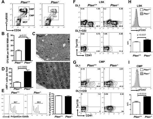 Figure 2. Pten deficiency enhances megakaryopoiesis in vivo and differentially affects NOTCH-induced megakaryopoiesis from LSK versus CMP cells. (A) Flow cytometric analysis of myeloid progenitors within the Lineage−cKit+Sca1− population of PtenFlox/Flox-Mx1Cre− (Pten+/+) or PtenFlox/Flox-Mx1Cre+ (Pten−/−) animals 2 weeks after pIpC. A representative of 5 independent animals is shown for each group. (B) Whole BM cells from Pten+/+ and Pten−/− mice were plated in MegaCult for assessment of CFU-MK potential. Mean ± SEM of quadruplicate experiments is represented. (C) Immunohistochemical analysis for the VWF highlights megakaryocytes (black). (D) Bar graphs are a representation of the analysis performed in panel C. The mean ± SEM number of megakaryocytes per microscope field in 25 independent fields is shown. (E) Megakaryocytes from Pten+/+ and Pten−/− mice were analyzed for ploidy content with the use of propidium iodide. Left and middle panels: a representative analysis is shown. Percentages of polyploid cells (> 4n) are indicated. Right panel: Bar graphs are representation of 4 independent analyses. (F) LSK cells from Pten+/+ and Pten−/− mice were flow-sorted 2 weeks after pIpC treatment and were cultured on OP9-DL1 stroma in the presence or absence of 1μM GSI. After 6 days of cocultures, cells were analyzed by flow cytometry for the development of CD41+ cells within the CD45+ gate. (G) CMP cells from Pten+/+ and Pten−/− mice were flow-sorted 2 weeks after pIpC treatment and analyzed as in panel F. (H) LSK cells from Pten+/+ and Pten−/− were cultured on OP9-DL1 stroma for 4 days and analyzed for phospho-FOXO by flow cytometry. Top panel: a representative analysis gated on CD45+ hematopoietic cells is shown. Bottom panel: bar graphs indicate the mean ± SEM of 2 independent experiments. (I) CMP cells from Pten+/+ and Pten−/− were analyzed as in panel H.