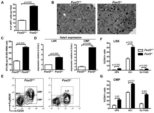 Figure 3. Absence of FOXO factors increases megakaryocytic potential of LSK cells and CMPs in vivo. (A) Immunohistochemical analysis of BM sections was performed against the VWF to highlight the megakaryocytes in FoxO1/3/4Flox/Flox-Mx1Cre− (FoxO+/+) versus FoxO1/3/4Flox/Flox-Mx1Cre+ (FoxO−/−) animals. Bar graphs represent the mean ± SEM number of megakaryocytes per microscope field in 25 independent fields. (B) Representative images of analysis performed in panel A. Megakaryocytes are in black. (C) Whole BM cells from FoxO+/+ or FoxO−/− animals were plated in MegaCult for assessment of CFU-MK potential. Mean ± SEM of quadruplicate experiments is represented. (D) Quantitative expression analysis of Gata-1 in flow-sorted LSK cells and CMPs from FoxO−/− or FoxO+/+ animals. All signals were normalized to Gapdh and are shown relative to FoxO+/+ RNA. Bar graphs represent the mean ± SEM of triplicate experiments. (E) Flow cytometric analysis of myeloid progenitors within the Lineage−cKit+Sca1− population of FoxO+/+ or FoxO−/− animals 3 weeks after pIpC. A representative analysis is shown. (F) LSK cells from FoxO+/+ or FoxO−/− mice were flow-sorted 3 weeks after pIpC treatment and cultured on OP9-GFP or OP9-DL1 stroma in the presence or absence of 1μM GSI. After 6 days of coculture, cells were analyzed by flow cytometry for the development of CD41+ cells within the CD45+ gate. Bar graphs indicate the mean ± SEM of 4 independent experiments. (G) CMP cells from FoxO+/+ or FoxO−/− mice were purified and analyzed as in panel F. Bar graphs indicate the mean ± SEM of 4 independent experiments.