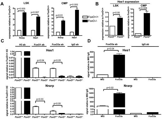 Figure 4. FOXO proteins bind to the Hes1 promoter region and antagonize NOTCH target genes transcription. (A) Quantitative RT-PCR analysis of Nrarp and Hes1 in flow-sorted LSK cells and CMPs from FoxO−/− or FoxO+/+ animals. All signals were normalized to Gapdh and are shown relative to FoxO+/+ RNA. Bar graphs represent the mean ± SEM of triplicate experiments. (B) RNAs from flow-sorted FoxO−/− or FoxO+/+ LSK cells and CMPs were extracted after 3 days of coculture with OP9-DL1 stroma and analyzed by quantitative RT-PCR as in panel A. Bar graphs represent the mean ± SEM expression normalized to Gapdh and shown relative to FoxO+/+ cells grown on OP9-DL1 (n = 3). (C) ChIP of FoxO+/+ or FoxO−/− Lin− cells with the use of an anti-FOXO1 or an anti-FOXO3a Ab. Anti-Histone H3 and anti-IgG Abs were used as positive and negative controls, respectively. Bar graphs represent the mean ± SEM of triplicate experiments, and all Hes1 or Nrarp promoter region signals are normalized to FoxO+/+ sample pulled down with anti-Histone H3 Ab. (D) ChIP analysis of Lin− cells infected with an empty MIG vector or with a wild-type FoxO3a construct and pulled down with an anti-FOXO3a Ab. All signals are normalized to MIG cells pulled down with an anti-IgG Ab, and bar graphs represent the mean ± SEM of triplicate experiments.