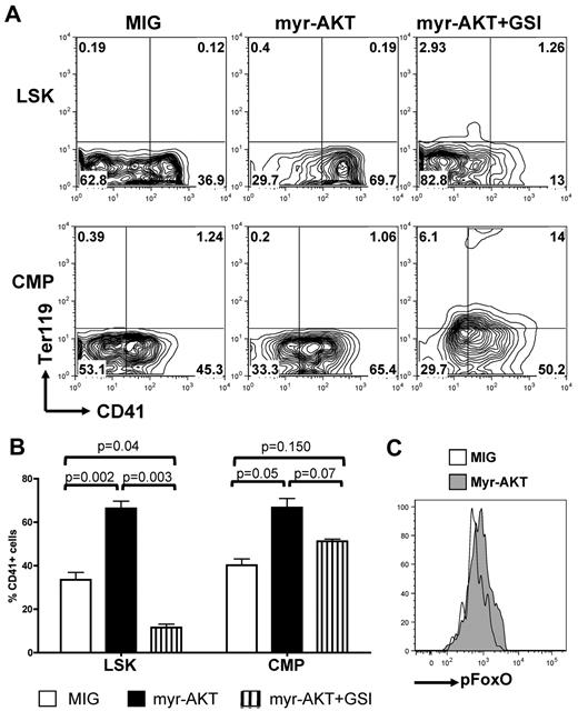 Figure 5. Constitutive activation of AKT synergizes with NOTCH during in vitro megakaryopoiesis. (A) Sorted wild-type LSK cells and CMPs were transduced with retroviruses encoding either MIG or myr-AKT and subsequently plated on OP9-DL1 stroma in the presence or absence of GSI. Contour plots show a representative of 5 independent experiments. (B) Bar graphs represent mean ± SEM from 5 independent experiments described in panel A. (C) Wild-type CMPs were infected with an empty control (MIG) or myr-AKT vector, plated on OP9-DL1 stroma for 4 days, and analyzed for phospho-FOXO by flow cytometry. A representative analysis gated on CD45+ hematopoietic cells is shown.