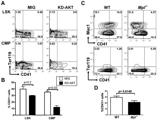 Figure 6. AKT activity is important for NOTCH-induced megakaryopoiesis from CMPs but not from LSK cells. (A) Flow cytometric analysis of purified wild-type LSK cells or CMPs infected with an empty control vector (MIG) or an inactive KD-AKT allele and plated on OP9-DL1 stroma for 6 days. Contour plots obtained from FACS analysis show a representative of 4 independent experiments. (B) Bar graphs represent mean ± SEM from 4 independent experiments described in panel A. (C) LSK cells from Mpl−/− and wild-type control animals were flow-sorted and cocultured with OP9-DL1 stroma for 6 days. A representative analysis, gated on CD45+ hematopoietic cells, is shown. (D) Bar graphs represent mean ± SEM from 2 independent experiments described in panel C.