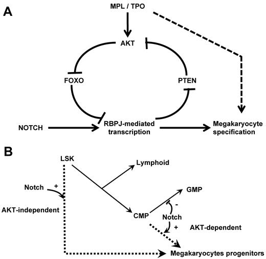 Figure 7. Schematic representation of the crosstalk between the NOTCH and AKT pathways at the molecular and cellular levels. (A) Scheme of the molecular pathways. NOTCH pathway activation inhibits PTEN expression leading to AKT activation, FOXO phosphorylation, and enhanced RBPJ-mediated transcription. We hypothesize that this regulatory loop links cytokine receptor signaling and RBPJ-mediated transcription. (B) Scheme of the megakaryocyte lineage development pathways. Our results support the hypothesis that megakaryocyte can develop from immature hematopoietic cells through a NOTCH-induced AKT-independent pathway. Megakaryocyte can also develop from committed myeloid progenitor through an AKT-dependent pathway that is activated by cytokine receptor activation (eg, MPL) and may also be stimulated by the NOTCH signaling.