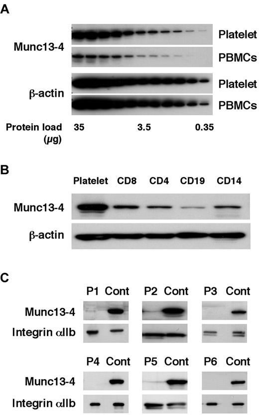 Figure 1. Diagnosing FHL3 by Western blotting using platelet protein. The amount of Munc13-4 protein expression was compared between platelets and PBMCs (A) and among platelets, CD8+, CD4+, CD19+, and CD14+ cells (B) by Western blotting. A representative result of 5 independent experiments is shown. (C) Six FHL3 patients were diagnosed by Western blotting for Munc13-4 protein using platelets.