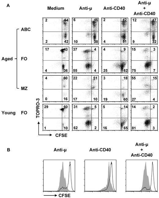Figure 2. Impaired function of ABCs in vitro. (A) Flow cytometrically sorted splenic CD21/35−CD23− (ABC) and FO B cells from aged or young mice were labeled with CFSE and then cultured with stimuli shown for 72 hours. Dead cells were stained by TO-PRO-3; CFSE dilution indicates proliferation. (B) Representative CFSE histograms for the same cultures shown in panel A show proliferation of ABCs (bold line) and FO (filled gray) B cells from aged mice. Similar results were found in 5 independent experiments.