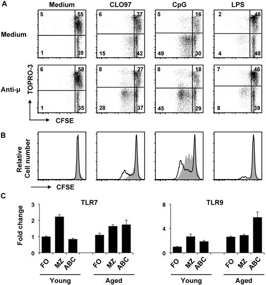Figure 3. ABCs respond to TLR ligands in vitro. (A) Flow cytometrically sorted splenic ABCs from aged mice were labeled with CFSE then cultured with stimuli shown for 72 hours. Dead cells were stained by TO-PRO-3; CFSE dilution indicates proliferation. Similar results were found in 2 independent experiments. (B) CFSE histograms for the same cultures shown in panel A show proliferation of cells with (bold lines) or without (gray filled histograms) anti-μ. (C) TLR7 and TLR9 expression by qPCR in FO, MZ, and ABCs from young or aged mice. Fold change is relative to the level of each receptor observed in young FO (1.0 = the average level in FO B cells from young mice).