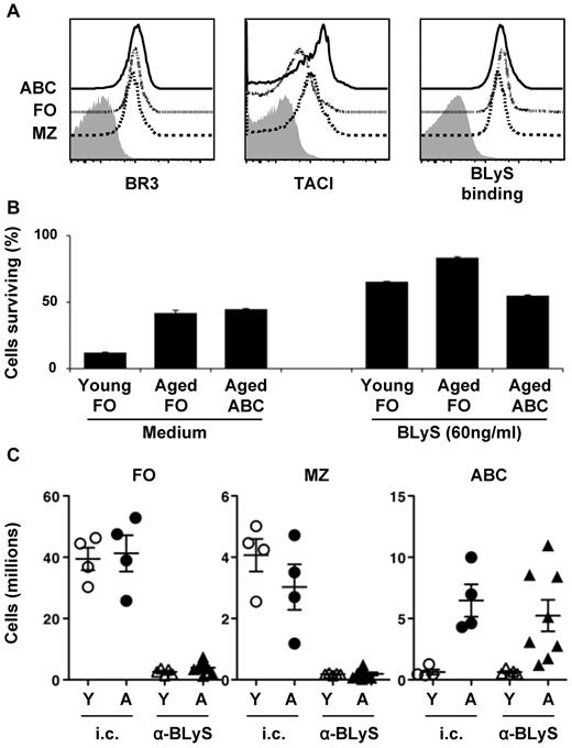 Figure 4. BLyS binding and BLyS requirement of ABCs. (A) Surface expression of BLyS receptors and BLyS binding capacity of ABCs (dark bold) compared with FO (dotted) and MZ (dashed) B cells from aged mice. (B) Flow cytometrically sorted splenic ABC and FO B cells from young and aged mice were cultured separately in the absence (medium only) or presence of BLyS. Living cells were TO-PRO-3 negative. (C) Effect of BLyS neutralization in vivo. Mice were treated with 100 μg of anti-BLyS or isotype control IgG1 IP on days 0 and 5. Numbers of FO, MZ and ABCs are shown at 21 days after the first injection. Mean with SEM are shown; each symbol represents one mouse. Similar results were observed from 3 independent experiments.