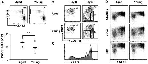 Figure 6. FO B cells from both aged and young mice can give rise to ABCs after transfer into replete hosts. MACS-sorted CD23+ B cells (8 × 106) from aged or young mice were labeled with CFSE, then injected separately into young congenic C57BL/6 hosts. Recipient mice were analyzed 1 month after transfer. (A) Percentages and numbers of donor cells 1 month after transfer. Top plots show live lymphocytes, CD19+B220+ gated, of donor (CD45.2+) and host (CD45.1+) phenotype. Absolute numbers of donor cells (bottom graph) were not significantly different (n.s.). Similar results were found in 5 experiments. (B) Surface-staining phenotype of CD45.2+ B cells before (left) and 1 month after transfer (right) shows ABCs (CD21/35−CD23−) and MZ (CD21/35hiCD23−) subsets of donor origin after 1 month. (C) CFSE dilution histograms of B cells from aged (filled gray) and young (bold line) donors recovered 1 month after transfer. (D) The dilution of CFSE in B cells from aged and young donors accompanied by surface expression of CD21/35, CD23, and IgM.