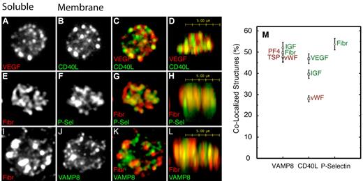Figure 2. Granule membrane proteins display a limited codistribution with α-granule content proteins. (A-L) Qualitative comparisons of the distributions of VEGF versus CD40L (membrane protein, A-D), fibrinogen versus p-selectin (membrane protein, E-H), and fibrinogen versus VAMP8 (membrane protein, I-L). Images are maximum intensity projections of confocal image stacks. (M) Quantification of the limited codistribution. Microscope, Zeiss Axiovert 200M (Carl Zeiss); Objective lens, Zeiss planapochromat 100×/1.40NA oil objective, Imaging medium, buffered Mowiol containing 1% N-propylgallate as anti-fade reagent, Camera QImaging Retiga EXi (QImaging); Image acquisition software, iVision-Mac (Biovision Technologies) Version 4.0.16; Image deconvolution and colocalization software, Huygens Professional (Scientific Volume Imaging) Version 3.6. All pairings are quantified for a minimum of 30 individual platelets, averaged, and presented as the mean ± SEM.
