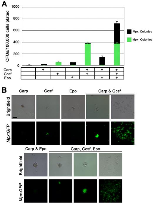 Figure 1. Zebrafish G-csf and Epo increase colony formation from unfractionated mpx:eGFP WKM. (A) CFUs/100 000 unfractionated WKM cells plated in methylcellulose with combinations of carp serum, G-csf, or Epo added. Bars represent average of at least 3 independent experiments, with error bars representing SD. Black bars represent Mpx:eGFP− colonies and green bars represent Mpx:eGFP+ colonies. (B) Brightfield (top rows) and GFP fluorescent images (bottom rows) of representative colonies enumerated in panel A. All images were taken at 50×. Scale bar in top left panel is 50 μm.