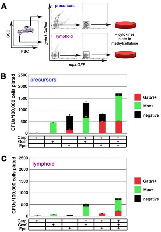 Figure 2. Precursor and lymphoid fractions of WKM contain myeloid and erythroid progenitors. (A) Experimental schematic for isolation and culture of mpx:eGFP−; gata1:DsRed− cells from precursor (blue) and lymphoid (purple) fraction of adult WKM. (B) CFUs/100 000 mpx:eGFP−, gata1:DsRed− precursor cells plated in methylcellulose with combinations of carp serum, G-csf, or Epo added. Red bars represent gata1:DsRed+ colonies, green bars represent mpx:eGFP+ colonies, and black bars represent negative colonies generated from the precursor fraction. (C) CFUs/100 000 mpx:eGFP−, gata1:DsRed− lymphoid cells plated in methylcellulose with combinations of carp serum, G-csf, or Epo added. Red bars represent gata1:DsRed+ colonies, green bars represent mpx:eGFP+ colonies, and black bars represent negative colonies generated from the lymphoid fraction. Bars represent average of at least 3 independent experiments, with error bars representing SD.