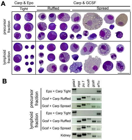 Figure 4. G-csf encourages myeloid differentiation as assayed by morphology and gene expression of isolated colonies. (A) Cytocentrifuged colonies isolated from precursor (top) and lymphoid (bottom) fraction methylcellulose cultures were stained with May-Grünwald-Giemsa. Tight colonies were isolated from cultures with only carp serum and Epo (left column), whereas ruffled and spread colonies were isolated from cultures containing carp serum and G-csf (right column). All images were photographed at magnification 1000×; scale bar in bottom right is 20 μm. After photographing, cells were cut and pasted from multiple fields to create a composite image. (B) Reverse transcription-PCR analysis of colonies isolated from precursor (top) and lymphoid (bottom) fraction of methylcellulose cultures. Colony morphology is listed on left, and genes assayed are listed along top of gel images.