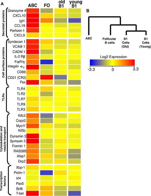 Figure 4. Transcriptome analysis of ABCs and FO, MZ, and B1 B cells. (A) Results for some of the genes that changed expression level only in ABCs, together with expression values for some control genes. Up- and down- regulated transcripts are indicated in red and blue, respectively. The magnitude of expression is depicted by the color bar. (B) A genealogical tree, based on gene expression by the different B cell populations that were analyzed, was created by GeneSpring X software based on gene expression profile of analyzed B cell populations.
