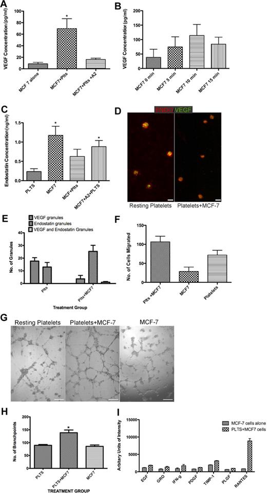 Figure 5. MCF-7 breast cancer cells induce the preferential release of VEGF from platelets. (A) VEGF concentration in the releasate generated from MCF-7 cells alone, platelets (plts) exposed to MCF-7 cells alone, or in the presence of A2. (B) VEGF concentration in the releasate generated from platelets exposed to MCF-7 cells for various lengths of time. (C) Endostatin concentration in the releasate from platelets alone, MCF-7 cells, platelets exposed to MCF-7 cells alone or in the presence of A2. (D) Immunofluorescence of platelets resting or after exposure to MCF-7 cells labeled with endostatin (red) and VEGF (green). Scale bar is 2um in size. * indicates P < .05. (E) Number of granules labeled with VEGF, endostatin, or VEGF and endostatin, in resting platelets or platelets incubated with MCF-7 cells. Numbers represent average granule counts from immunofluorescence images. (F) Endothelial cell migration after exposure to the releasate from platelets exposed to MCF-7 cells, the releasate from MCF-7 cells alone, or resting platelets (plts). (G) Capillary tube formation using the releasate from resting platelets, platelets exposed to MCF-7 cells, or MCF-7 cells alone. The scale bar is 300μm in size. (H) Quantification of branch points generated by the releasate of platelets alone, platelets exposed to MCF-7 cells, or MCF-7 cells alone. (I) Representative graph of angiogenic factors that were found to have a 1.5-fold increase. * indicates P < .05.