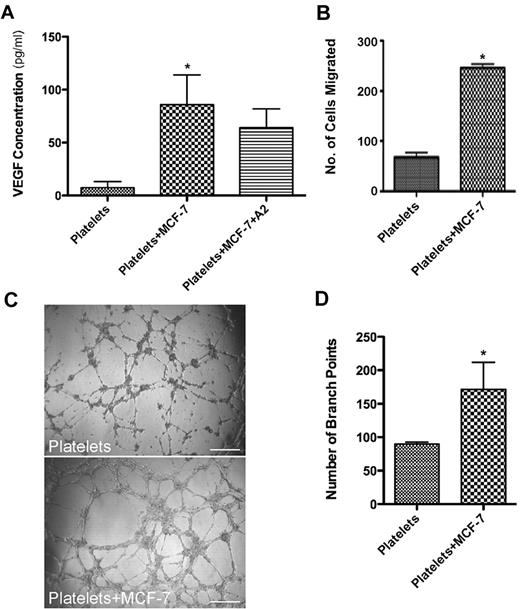 Figure 6. Physical contact between platelets and MCF-7 cells is not necessary for VEGF release. (A) VEGF concentration in the releasate generated in the transwell apparatus (TW) in platelets alone, or coincubated with MCF-7 cells with or without A2. (B) Endothelial cell migration after exposure to the releasate generated from platelets alone or coincubated with MCF-7 cells in transwell apparatus. (C) Capillary tube formation using releasate generated in the transwell apparatus with platelets alone (top) or coincubation with MCF-7 cells (bottom). The scale bar is 300μm in size. (D) Quantification of branch points generated from the releasate using transwell apparatus with platelets alone or coincubated with MCF-7 cells.