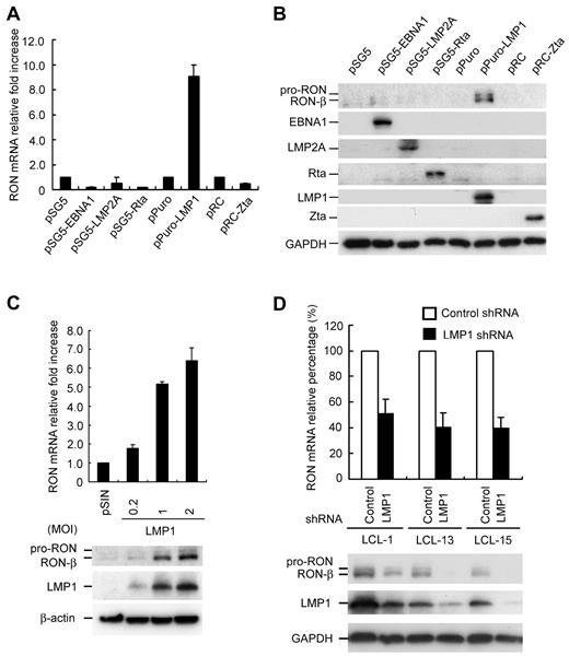 Figure 2. LMP1 mediates RON expression. EBV-negative Akata cells were electroporated with plasmids expressing EBNA1, LMP1, LMP2A, Zta, or Rta, as indicated. Total RNA and protein were harvested from each transfectant at 72 hours posttransfection. (A) RON transcripts were measured by RT-Q-PCR and the relative fold increase was normalized to the amounts of RON transcripts in vector control cells. (B) Expression of RON, EBNA1, LMP2A, Rta, LMP1, Zta, and GAPDH was detected by Western blotting. (C) EBV-negative Akata cells were infected with pSIN vector or pSIN-LMP1-expressing lentiviruses at the MOI indicated for 5 days. The RON transcripts were detected by RT-Q-PCR and the relative fold increase was normalized to the amounts of RON transcripts in pSIN lentivirus-infected cells (top panel). The protein expression of RON, LMP1, and β-actin was measured by Western blotting (bottom panel). (D) LCLs (2 × 105) were infected with shLuciferase or shLMP1 lentiviruses at an MOI of 4 for 5 days. The RON transcripts were detected by RT-Q-PCR and the relative fold expression of RON was normalized to the amounts of RON transcripts in shLuciferase lentivirus-infected cells (top panel). The protein expression of RON, LMP1 and GAPDH was measured by Western blotting (bottom panel).