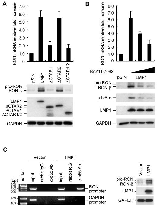 Figure 3. LMP1-induced RON expression is through its CTAR1 domain–mediated NF-κB activation. (A) EBV-negative Akata cells were infected with pSIN, LMP1, ΔCTAR1, ΔCTAR2, or ΔCTAR1/2-expressing lentiviruses at an MOI of 2 for 5 days. The RON transcripts were detected by RT-Q-PCR and the relative fold increase of RON was normalized to the amounts of RON transcripts in pSIN lentivirus-infected cells (top panel). The protein expression of RON, full-length LMP-1, CTAR1-deleted LMP1, CTAR2-deleted LMP1, CTAR1/2-deleted LMP1, and GAPDH was measured by Western blotting (bottom panel). (B) EBV-negative Akata cells were infected with pSIN or pSIN-LMP1 lentiviruses for 3 days and then cells were reseeded at a density of 1 × 106 cells/mL. Cells were treated 2.5μM or 5μM BAY11-7082 for 48 hours. Total RNA and protein were harvested and the expression of RON transcripts was measured by RT-Q-PCR and the relative fold increase of RON was normalized to the amounts of RON transcripts in pSIN lentivirus-infected cells (top panel). The protein expression of RON, p-IκB-α, LMP1, and GAPDH was measured by Western blotting (bottom panel). (C) Cell lysates were harvested from vector or LMP1-expressed BJAB cells. The complexes of DNA and p65 were immunoprecipitated using anti-p65 Ab or rabbit IgG. RON promoter DNA and control GAPDH promoter DNA were detected in the immunoprecipitates by PCR. Total DNA was harvested from vector or LMP1-expressed BJAB cells and used as the input control (left panel). Vector and LMP1-expressing BJAB cells were harvested and total protein extracted. The expression of RON, LMP1, and GAPDH was measured by Western blotting (right panel).