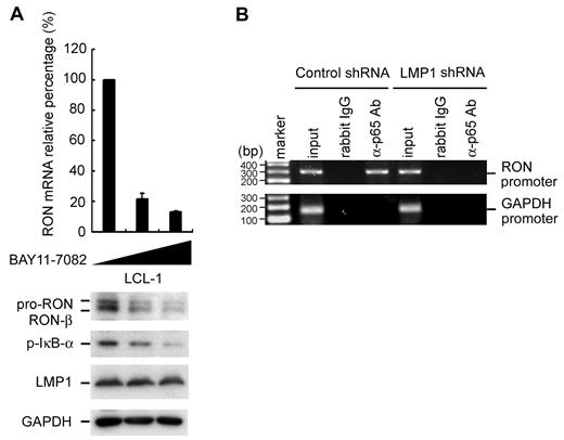 Figure 4. The LMP1-NF-κB pathway is required for RON expression in EBV-harboring LCLs. (A) LCL-1 cells were treated with 2.5μM or 5μM BAY11-7082 for 48 hours. The RON transcripts were measured by RT-Q-PCR and the relative fold expression of RON was normalized to the amounts of RON transcripts in untreated LCLs (top panel). The expression of RON, p-IκB-α, LMP1, and GAPDH proteins was measured by Western blotting (bottom panel). (B) 2 × 105 LCL-1 cells were infected with control shRNA or LMP1 shRNA-expressing lentiviruses at an MOI of 4 for 5 days. A ChIP assay of RON promoter was carried out as described in Figure 3.