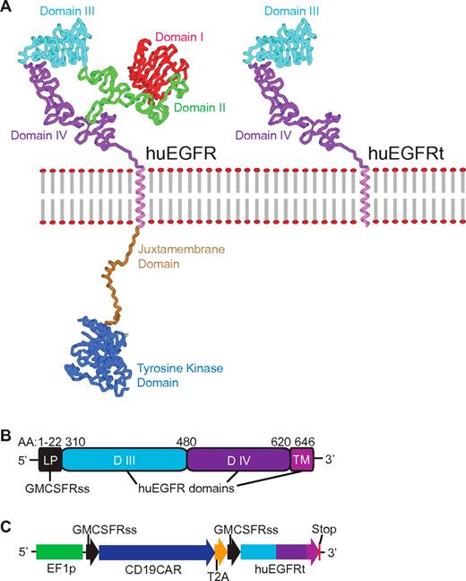 Figure 1. Generation of huEGFRt expressing construct. (A) Molecular model of human EGFR versus EGFRt proteins. Models were created using Accelrys Discovery Studio, Version 2.0 software and are based on the human EGFR crystal structure files 1YY9 (http://www.pdb.org/pdb/explore/explore.do?structureId = 1YY9), which provides the structure of the 4 extracellular domains (red, green, teal, and purple), and 3GOP (http://www.pdb.org/pdb/explore/explore.do?structureId = 3GOP), which provides the crystal structure of the intracellular juxtamembrane domain (brown) and the tyrosine kinase domain (blue). The transmembrane helix (magenta) is modeled on known helix structure. The structure of the last approximately 190 amino acids of the C-terminal intracellular domain is not known, so the placeholder for this is indicated (gray). (B) Schematic of the huEGFRt amino acid sequence. Amino acid ranges that were used from the GM-CSF receptor-α chain signal sequence (GMCSFRss, which directs surface expression) and the huEGFR sequence (domains III, IV and the transmembrane domain) are indicated. (C) Schematic of the CD19CAR-T2A-EGFRt construct contained in the lentiviral vector. Codon optimized sequence portions of the CD19-specific, CD28 costimulatory CAR (CD19CAR), followed by the self-cleavable T2A, and huEGFRt genes are indicated, along with the Elongation Factor 1 promoter sequences (EF-1p), the GM-CSF receptor-α chain signal sequences (GMCSFRss), and the 3 nucleotide stop codon.