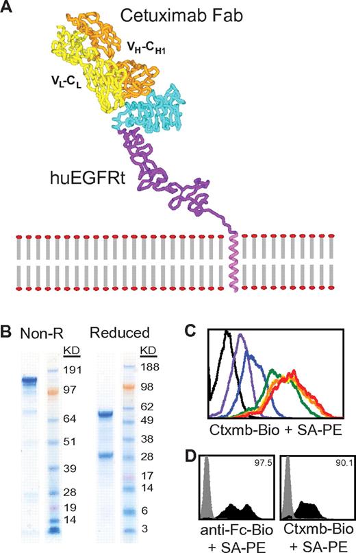Figure 2. Generation and utility of a biotinylated cetuximab. (A) Model is based on the crystal structure file 1YY9 (http://www.pdb.org/pdb/explore/explore.do?structureId = 1YY9), which provides the structure of the 4 extracellular domains (red, green, teal, and purple), and the bound cetuximab Fab (yellow and orange). The transmembrane helix (magenta) is modeled on known helix structure. (B) Sodium dodecyl sulfate-polyacrylamide gel electrophoresis gels of nonreduced (left) and reduced (right) final biotinylated cetuximab product. (C) Titration of biotinylated cetuximab. A total of 106 EGFR+ cells were stained with 0 μg (black), 1.45 μg (red), 0.145 μg (orange), 14.5 ng (yellow), 1.45 ng (green), 0.145 ng (blue), or 14.5 pg (purple) of biotinylated cetuximab followed by 0.5 μg PE-conjugated streptavidin and analyzed by flow cytometry. A total of 14.5 ng of biotinylated cetuximab was deemed sufficient for future staining of 106 cells. (D) Biotinylated cetuximab can detect huEGFRt on transduced H9 cells. H9 cells were transduced with the CD19CAR-T2A-EGFRt containing lentivirus at a multiplicity of infection of 10 and analyzed 2 days later by flow cytometry using biotinylated cetuximab or biotinylated anti-Fc Ab (to detect the CD19CAR) followed by SA-PE (black histograms). Gray histograms represent nontransduced parental H9. Percentage positive staining is indicated in each histogram.