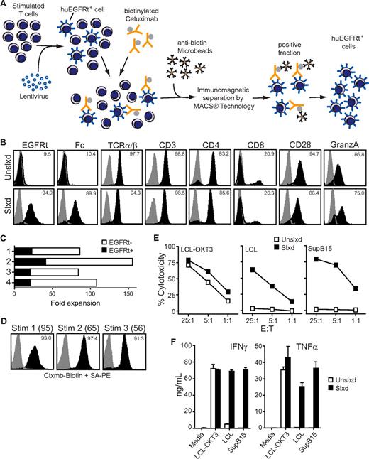Figure 3. Selected EGFRt+ CD19CAR+ T cells can be expanded with maintenance of effector phenotype. (A) Schematic of the immunomagnetic huEGFRt selection procedure. (B) After 1 rapid expansion cycle, nonselected (Unslxd) and huEGFRt-selected (Slxd) T cells were phenotyped for surface EGFR (ie, EGFRt, with biotinylated cetuximab), Fc (ie, CAR), and effector T-cell markers TCRαβ, CD3, CD4, CD8, CD28, or intracellular granzyme A (black histogram) versus isotype control Ab (gray histogram) by flow cytometry. Percentage of positive staining is indicated in each histogram. (C) Fold expansion of nontransduced (EGFRt-) and transduced (EGFRt+) T cells in unselected cultures of 4 different transduced cell lines was determined after OKT3-mediated stimulation. (D) huEGFRt expression of selected T cells was determined by flow cytometry after each of 3 rounds of OKT3-mediated stimulation (Stim 1, 2, and 3). Percentage of cetuximab-mediated staining (black) compared with that of SA-PE alone (gray) is indicated in each histogram. (E) Nonselected (Unslxd) and huEGFRt-selected (Slxd) T cells were incubated for 4 hours with 51Cr-labled CD19+ LCL or SupB15 cells, or OKT3-epressing LCL cells as targets at the indicated effector to target ratios. Percentage cytotoxicity (mean ± SE) of triplicate wells is depicted. (F) Nonselected (Unslxd) and EGFRt-selected (Slxd) T cells were incubated with CD19+ LCL or SupB15 cells, or OKT3-epressing LCL cells and supernatants were analyzed by Bioplex. IFN-γ and TNF-α levels (mean ± SE) are shown.