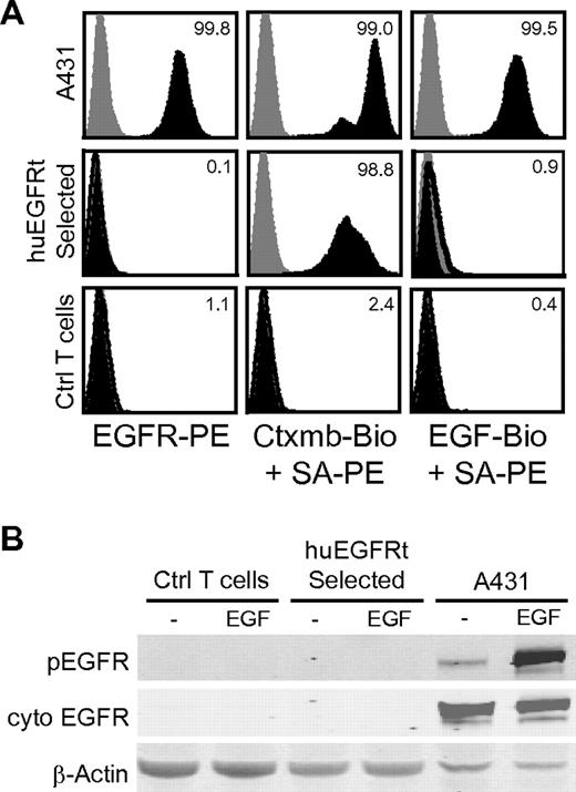 Figure 4. The huEGFRt expressed on selected T cells is inert. (A) EGF does not bind to the surface of huEGFRt-expressing T cells. A431, EGFRt-selected T cells, and negative control T cells were analyzed by flow cytometry after incubation with PE-conjugated anti-EGFR, or either biotinylated cetuximab or biotinylated EGF followed by PE-conjugated streptavidin (black histogram) versus PE-conjugated isotype control antibody or streptavidin alone (gray histogram). Percentage positive staining is indicated in each histogram. (B) huEGFRt expressed on T cells is not phosphorylated on coincubation with EGF. Negative control T cells, huEGFRt-selected T cells, or A431 cells were incubated for 5 minutes with or without 100 ng/mL EGF and then lysed in the presence of phosphatase inhibitor. Lysates run on Western blots were then probed using antibodies specific for β-actin, the cytoplasmic domain of EGFR, or the phosphorylated tyrosine at position 1068 of EGFR.