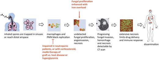 Figure 2. Pathophysiology of invasive pulmonary mucormycosis.