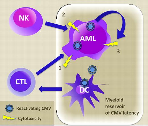 Hypothetical mechanisms of a virus-versus-leukemia effect. The myeloid reservoir of latent CMV virus includes AML blasts that reactivate after SCT. (1) CMV-specific CTLs kill CMV antigen presented by leukemia; (2) CMV up-regulates LFA-1 in leukemia, increasing susceptibility to NK killing; (3) direct cytotoxic effect of CMV on AML cells.