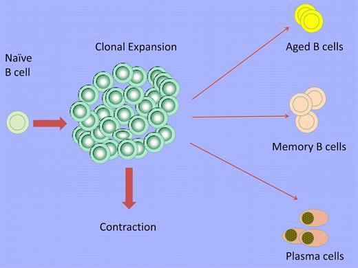 After the activation of a B cell by a typical T-dependent antigen, clonal expansion is followed by a contraction phase in which the majority of the activated B cells are lost but some persist as long-lived memory cells and plasma cells. Some persisting B cells acquire an exhausted phenotype and accumulate with age as ABCs. This expansion is more apparent in aged female subjects and subjects with autoimmunity.