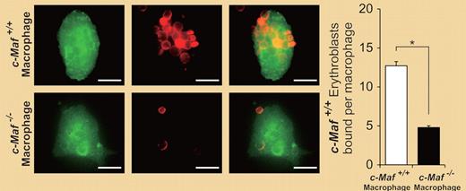 Erythroblastic islands reconstituted with c-Maf+/+ erythroblasts were immunostained. The number of c-Maf+/+ erythroblasts surrounding each c-Maf+/+ or c-Maf−/− macrophage is shown. c-Maf+/+ erythroblasts surrounding c-Maf−/− macrophages were significantly reduced as compared with those seen for c-Maf+/+ macrophages. See the entire figure in the article by Kusakabe et al on page 1374.