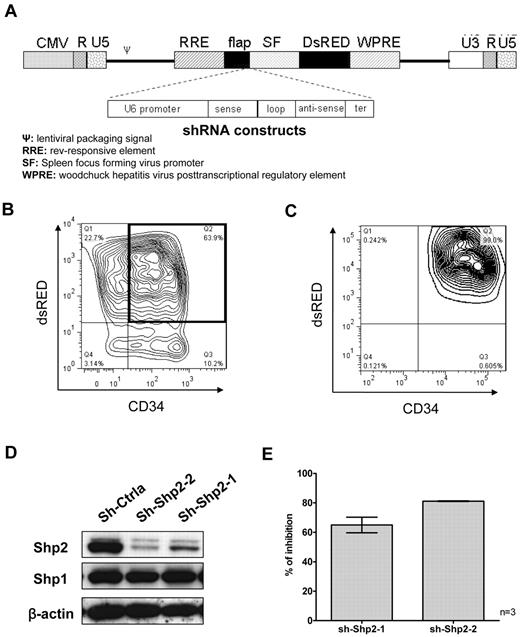 Figure 1. Inhibition of SHP2 expression in human CB CD34+ cells using lentiviral vectors expressing SHP2-specific shRNA. (A) Constructs consisting of U6 promoter driving expression of control and SHP2 specific shRNA were polymerase chain reaction amplified and cloned into an HIV-7 lentiviral vector backbone. Expression of the DsRED selection marker was driven by a spleen focus-forming virus (SF) promoter. (B) Human CB CD34+ cells were transduced with lentiviral vectors carrying control (sh-Ctrla) and SHP2-specific shRNAs (sh-Shp2-1 and sh-Shp2-2), respectively. Representative results for CD34+ cell transduction are shown. (C) The purity of flow cytometry–selected CD34+DsRED+ cells was checked by reanalysis using flow cytometry. Representative results are shown. (D) Inhibition of SHP2 expression was examined using Western blotting. Representative results are shown. (E) Combined data for SHP2 inhibition are shown. Data are mean ± SEM of 3 experiments.