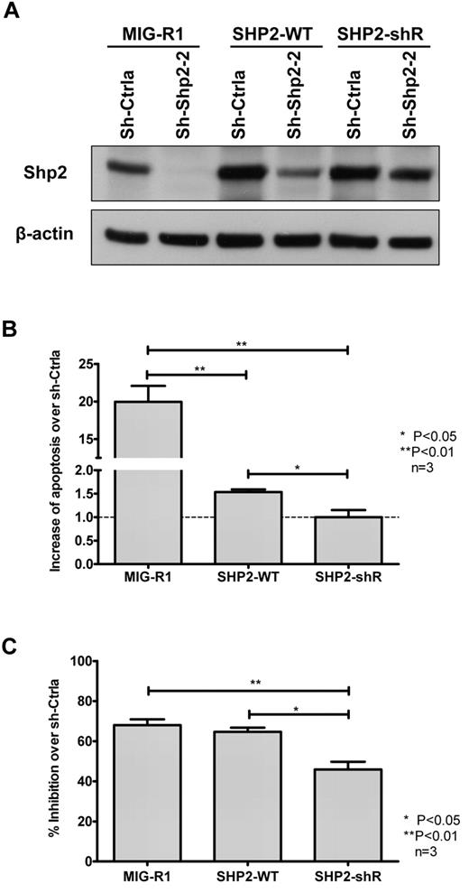 Figure 4. Rescue of SHP2 expression in TF-1 cells. (A). TF-1 cells transduced with empty vector (MIG-R1) as well as vectors carrying WT SHP2 cDNA (SHP2-WT) and SHP2 cDNA with noncoding mutations in the sh-Shp2-2 target sequence (SHP2-shR) were transduced with sh-Ctrla– and sh-Shp2-2–expressing vectors, respectively. GFP+DsRED+ cells were sorted by FACS and expression of SHP2 analyzed by Western blotting. SHP2-WT expression resulted in partial restoration of SHP2 expression in sh-Shp2-2 shRNA-expressing cells, whereas SHP2-shR completely rescued expression of SHP2 to normal or even higher levels in sh-Shp2-2 shRNA-expressing cells. (B) Dual-transduced TF-1 cells were cultured with GM-CSF (2 ng/mL). Apoptosis was analyzed by labeling with annexin V and DAPI. Data are mean ± SEM of fold changes of apoptosis from sh-Shp2-2 over sh-Ctrla-expressing cells from 3 experiments. *P < .05 for SHP2-WT compared with SHP2-shR, and P < .01 for MIG-R1 compared with SHP2-WT and SHP2-shR. (C) Dual-transduced TF-1 cells were starved of GM-CSF overnight and then cultured with GM-CSF (0.3 ng/mL). Cell growth in response to the GM-CSF was evaluated by MTS assay. Inhibition of cell growth of sh-Shp2-2–transduced cells relative to the cell growth of the corresponding sh-Ctrla–transduced cells was calculated. Data are mean ± SEM from 3 replicates. *P < .05 for SHP2-WT compared with SHP2-shR, and **P < .01 for MIG-R1 compared with SHP2-shR.