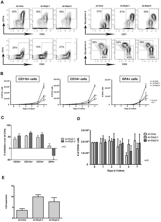 Figure 5. SHP2 knockdown inhibits CD34+ cell differentiation. (A) CD34+DsRED+ cells were cultured with high concentrations of GFs (IL-3 + SCF + G-CSF + GM-CSF + Epo), and cell differentiation toward both myeloid (CD11b+ and CD14+) and erythroid lineages (GPA+) was analyzed. SHP2 shRNA-transduced CB CD34+ cells generated significantly lower amounts of both myeloid and erythroid lineage cells during the culture compared with sh-Ctrla. Representative flow cytometric analyses from day 4 culture. (B) Total myeloid and erythroid cells generated from CD34+DsRED+ cells (2 × 105) after 7 days of culture. Data are mean ± SEM for 3 experiments. **P < .01 compared with sh-Ctrla. (C) Inhibition of CD34+ cell differentiation to myeloid and erythroid lineage after SHP2 knockdown. Inhibition is calculated relative to control shRNA-expressing cells after 4 days of culture with high concentrations of GFs. Data are mean ± SEM for 3 experiments. (D) Effect of SHP2 knockdown on retention of CD34+ cells during GF culture. The number of CD34+ cells is shown. Data are mean ± SEM of 3 experiments. (E) CD34+DsRED+ cells were cultured with high concentrations of GFs (IL-3 + SCF + G-CSF + GM-CSF + Epo) for 7 days, and CD34+DsRED+ cells were purified from cultured cells by flow cytometry. The selected CD34+DsRED+ cells were cultured with high concentrations of GFs for an additional 7 days, and cell expansion was evaluated based on cell number. Data are mean ± SEM of 3 experiments.