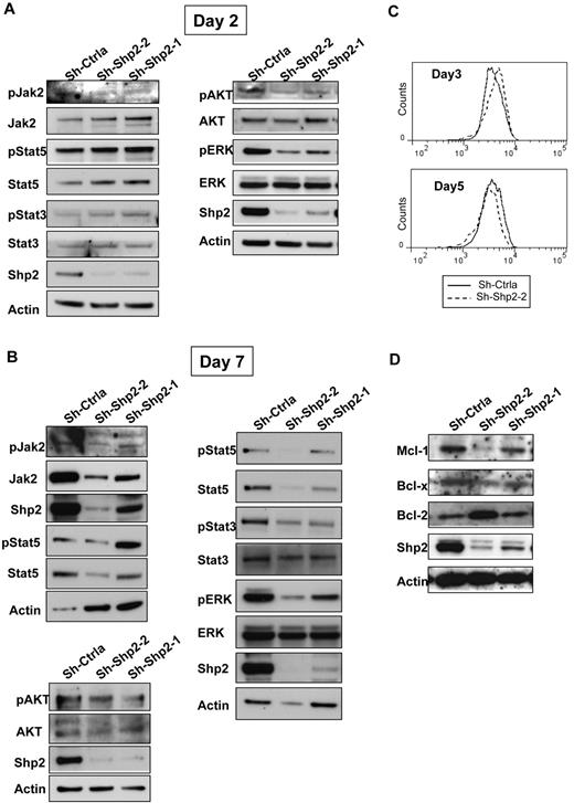 Figure 6. SHP2 knockdown down-regulates STAT5, ERK1/2, and AKT signaling and MCL1 and BCLXL levels. CD34+DsRED+ cells were expanded in culture for 7 days, and protein expression was evaluated at different time points. (A) Western blots showing expression of SHP2, total and phosphorylated ERK, AKT, JAK2, STAT3, and STAT5 at day 2. (B) Western blots showing expression of SHP2, total and phosphorylated ERK, AKT, JAK2, STAT3, and STAT5 at day 7. Results shown are representative of 3 experiments. (C) Western blots showing expression of the antiapoptotic genes BCL2, BCLXL, and MCL1 at day 7. (D) Phosphorylated STAT5 levels measured by flow cytometry in CD34+-expressing cells at day 3 and day 5.