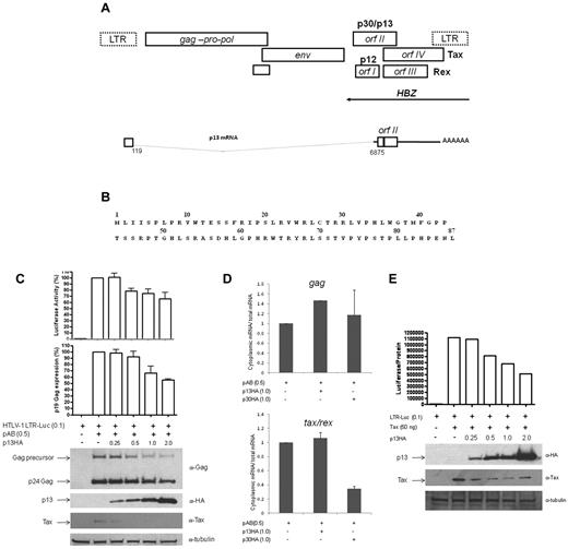 Figure 1. p13 expression decreases viral production and Tax activity. (A) Schematic representation of the HTLV-1 genome that encodes the enzymatic genes gag-pro-pol and env and the regulatory proteins p12, p30, p13, Rex, Tax, and HBZ (arrow indicates antisense direction of the HBZ gene) at the 3′ of the genome. Box under env indicates the second exon that contains the ATG-initiating codons for the envelope p30, Tax, and Rex proteins. The singly spliced orf-II p13 mRNA is illustrated below. (B) Single-letter amino acid code of p13 from HTLV-1LAF. (C) 293T cells transfected with the HTLV-1 molecular clone pAB (0.5 μg) without and with increasing amounts of p13-HA and the reporter construct HTLV-1 LTR-Luc (0.1 μg). DNA concentrations were equalized using the backbone vector pMH. Viral replication was measured 48 hours after transfection by extracellular p19 Gag ELISA (pg/mL) and intracellular anti-p24 Gag immunoblotting. Lysates were examined for p13 and Tax expression. Tubulin was used as a loading control. Tax-dependent LTR-Luc activity was measured and adjusted for protein concentration. p19 Gag concentration and luciferase activity were set to 100% for pAB alone, and the standard deviation represents an average of 3 independent experiments. (D) Quantitative RT-PCR was performed on cytoplasmic and total RNA isolated from 293T cells transfected with pAB (0.5 μg) and p30, p13, or vector control (pMH) (1.0 μg). RNA levels of cytoplasmic over total for gag (top panel) and tax/rex (bottom panel) are shown. The graphs correspond to gag or tax signals adjusted for gapdh level. Graphs represent values from duplicate experiments. (E) 293T cells were transfected with pcTax (50 ng) without (−) or with (+) increasing amounts of p13-HA and the reporter construct HTLV-1 LTR-Luc (0.1 μg). Luciferase activity is normalized for protein concentration and is the result presented is representative of > 3 independent experiments. Lysates were examined by immunoblotting for expression of p13, Tax, and tubulin.
