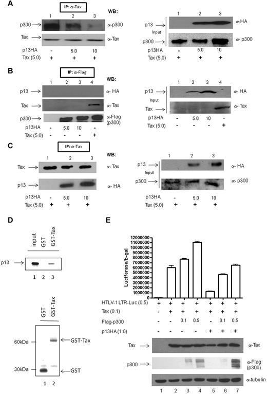 Figure 2. p13 competes with p300 for Tax interaction. (A) 293T cells were transfected with (+) or without (−) Tax and with increasing amounts of p13-HA. Tax-normalized lysates were immunoprecipitated using anti-Tax antibody and immunoblotted with anti-p300 and anti-Tax antibodies. The right panel shows immunoblots of total cell lysates (input) with anti-HA and anti-p300 antibodies. (B) 293T cells were transfected with empty vector, without (−) and with (+) pcTax and increasing amounts of p13-HA and with and without p300-Flag (5 μg). Lysates were immunoprecipitated with anti-p300 antibody and both immunoprecipitate and input (right panel) were immunoblotted with anti-HA, anti-Tax, and anti-Flag. (C) 293T cells were transfected with empty vector, p13-HA without (−) and with (+) Tax, or Tax alone. Cell lysates were immunoprecipitated using anti-Tax antibody. Immunoprecipitates (left panel) and total cell lysates (input, right panel) were immunoblotted with anti-HA and anti-Tax antibodies. (D) In vitro association of Tax and p13. In vitro transcribed and translated35 S-methionine–labeled p13 protein was incubated with GST (top panel lane 2) or GST-Tax (top panel lane 3) immobilized on glutathione-agarose beads. Radiolabeled p13 bound to GST-Tax was visualized with a PhosphorImager. The bottom panel is a Coomassie blue staining of the same gel as in the top panel showing GST (lane 1) and GST-Tax (lane 2) protein present in each reaction. (E) 293T cells were transfected with vector control, Tax without and with increasing amounts of p300, or Tax with p13 and increasing amounts of p300. The reporter construct HTLV-1 LTR-Luc was included and luciferase activity adjusted for transfection efficiency using RSV-βgal. DNA concentrations were equalized using the appropriate backbone vectors. SD is given for the average of 3 independent experiments. Lysates were examined by immunoblotting for expression of Tax, Flag-p300, and tubulin.