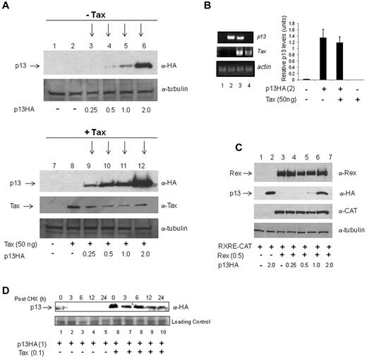 Figure 3. p13 is stabilized by Tax. (A) 293T cells were transfected without (−) and with increasing amounts of p13 and lysates immunoblotted by anti-HA and anti-tubulin antibodies (top panel, −Tax). The +Tax (bottom panel) is the same experiment presented in Figure 1E and added here for comparison. (B) RT-PCR was performed on 293T cells transfected with vector control DNA, p13 alone, p13 and Tax, or Tax alone. Total RNA was collected 48 hours after transfection and subjected to real-time PCR using primers specific for p13 (top panel), Tax (middle panel), or actin (bottom panel). The graph represents p13 mRNA levels from 3 independent experiments. (C) 293T cells were transfected with the CMV-driven, Rex-dependent reporter plasmid pRXRE-CAT and Rex without and with increasing amounts of p13-HA. Whole-cell lysates were immunoblotted for expression of Rex, p13-HA, CAT, and tubulin. (D) To measure the half-life of the p13 protein, 293T cells were transfected with p13 in the absence or presence of Tax. The cells were treated with 10μM cycloheximide 48 hours after transfection. Whole-cell lysates were prepared at the indicated times and the protein levels were examined by Western blot analysis for p13 (anti-HA). The bottom panel is a Coomassie blue–stained gel shown as a loading control.