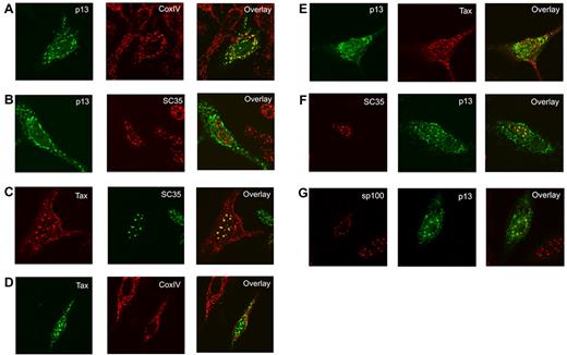 Figure 4. p13 translocates to the nucleus when coexpressed with Tax. HeLa cells were transfected with p13-HA (2μg) or Tax (0.5μg) and fixed 24 hours after transfection (A-D). DNA concentrations were adjusted using pMH plasmid. Subcellular localization of p13 was examined by immunofluorescence with anti-HA and anti-CoxIV (A) and anti-HA and anti-SC35 (B). Tax localization with anti-Tax and anti-SC35 (C) and anti-Tax and anti-CoxIV (D) antibodies is shown. (E-G) HeLa cells transfected with the p13-HA (2μg) and Tax (0.5μg) constructs and fixed 24 hours after transfection. Subcellular localization of Tax and p13 was examined by immunofluorescence with anti-HA and anti-Tax antibodies (E). Subcellular localization of p13 was analyzed with anti-HA and anti-SC35 (F) and with anti-HA and anti-sp100 and (G). An overlay of these images is shown on the right.