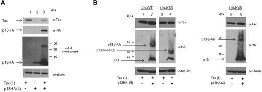 Figure 5. p13 is ubiquitinated in the presence of Tax. (A) 293T cells were transfected with p13 (4.0 μg; lanes 2 and 3) in the absence or presence of Tax (1.0 μg). Lysates were prepared with buffer containing NEM (10μM) and immunoblots were made with antibodies to Tax, HA, and tubulin. (B) 293T cells were transfected with Tax (1.0 μg) and Ub-WT (2.0 μg), Ub-K63 (2.0 μg), or Ub-K48 (2.0 μg) and p13-HA (4.0 μg) as indicated. Lysates were immunoblotted for the expression of Tax, p13-HA, and tubulin. Arrows indicate ubiquitinated forms of p13.